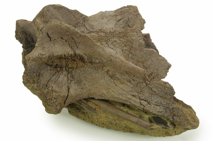 Dinosaur Tendons, Bone, and Gar Scale in Sandstone - Wyoming #377762
